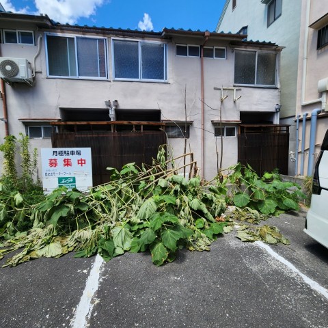 駐車場に生えた雑木・雑草の伐採を行いました。サムネイル